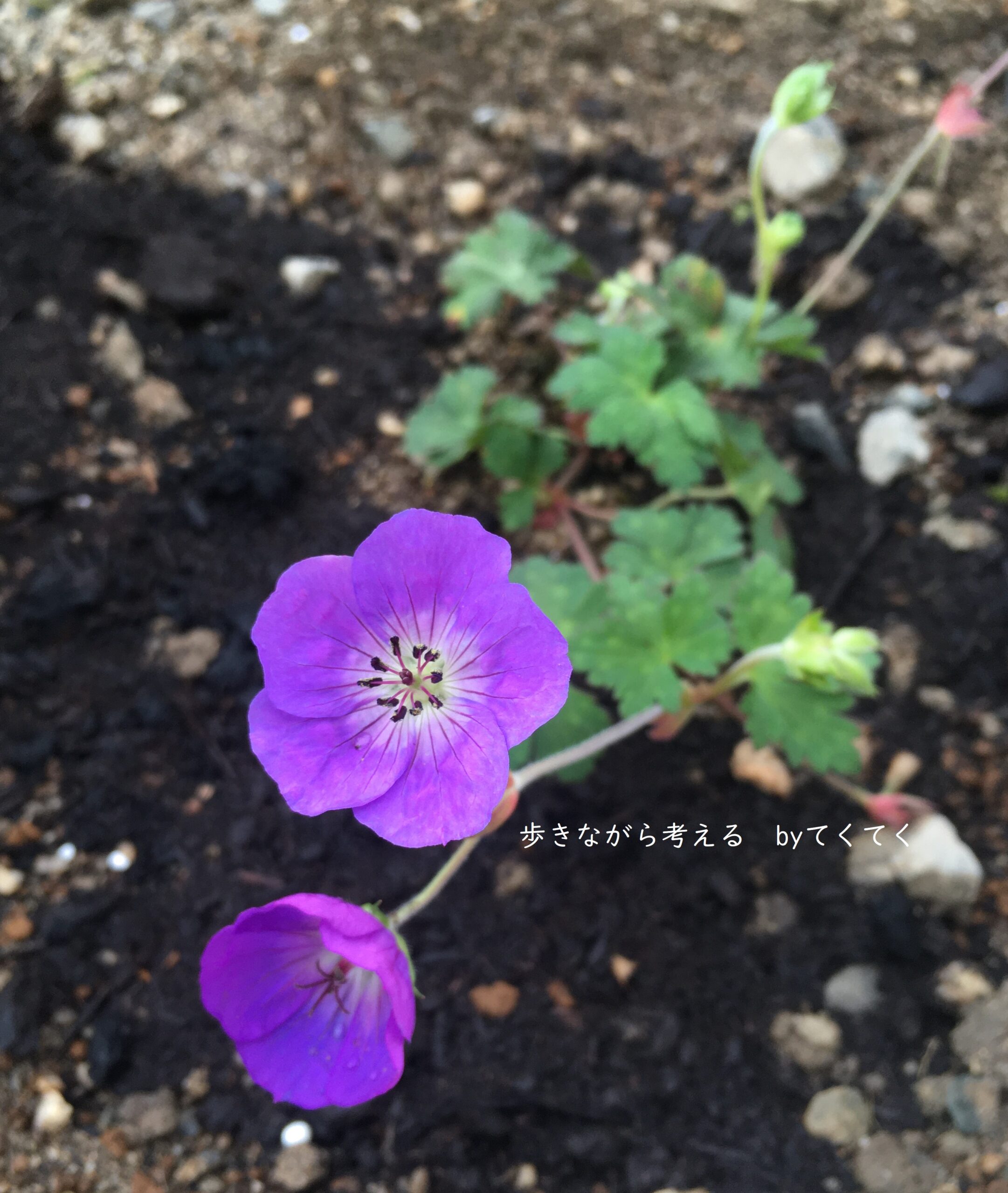 宿根草 夏越し出来た おすすめした植物の現状報告会 歩きながら考える