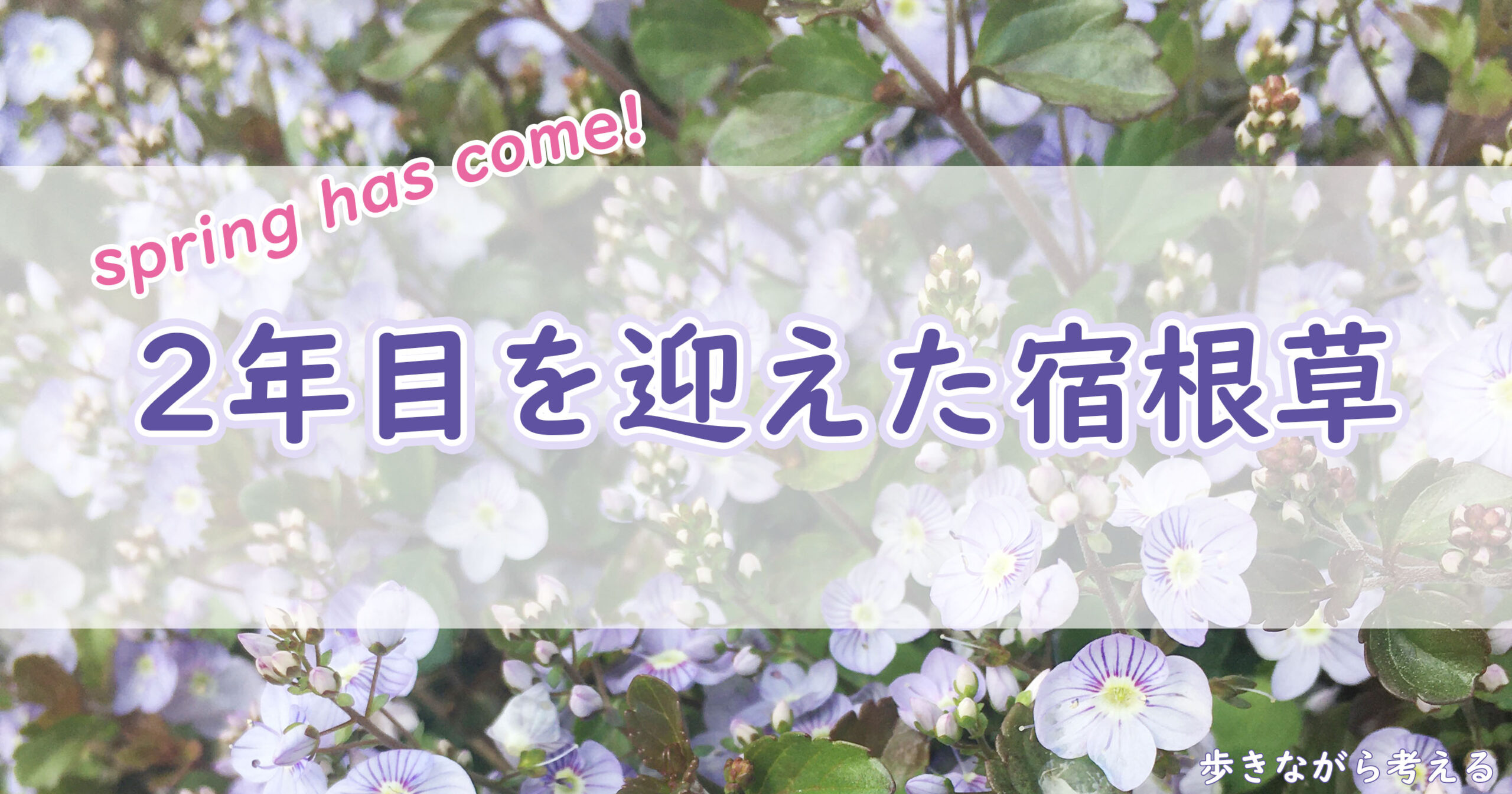 花苗 ベロニカ 花終わり Veronica 3 3 5号 花 苗 Mrs ミセスホルト 多年草 Holt イングリッシュガーデン Prostrata 夏 1鉢 花苗 ベロニカ 花終わり Veronica 3 3 5号 花 苗 Mrs ミセスホルト 多年草 Holt イングリッシュガーデン Prostrata 夏 1鉢