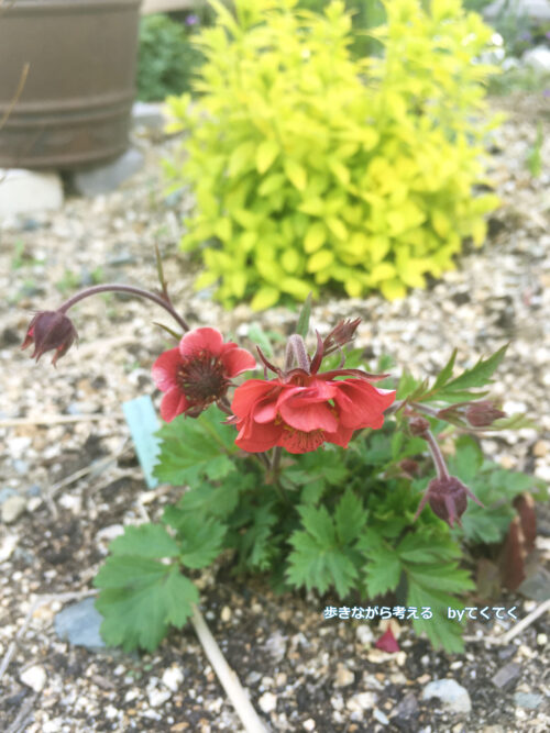 話題のゲウムマイタイ カクテルシリーズを含む３品種を比べてみた 歩きながら考える