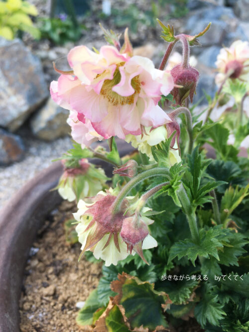 話題のゲウムマイタイ カクテルシリーズを含む３品種を比べてみた 歩きながら考える