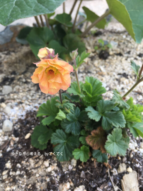 話題のゲウムマイタイ カクテルシリーズを含む３品種を比べてみた 歩きながら考える