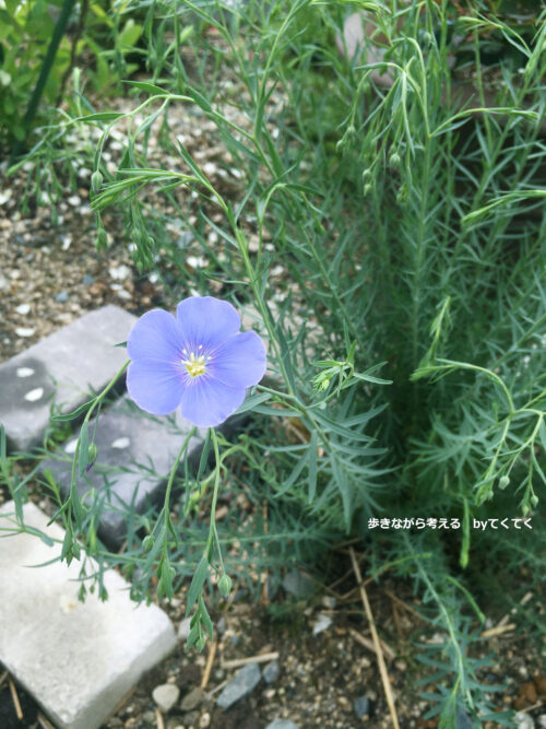 お気に入り決定 2年目の宿根草と新入り宿根草のご紹介 歩きながら考える