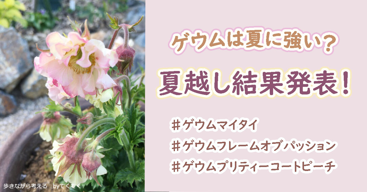 ゲウムマイタイは夏に強い ゲウム３品種の夏越し結果発表 歩きながら考える